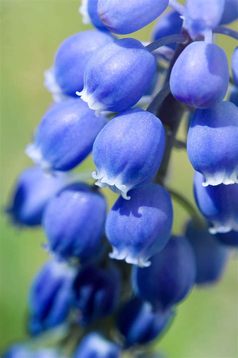 Grape Hyacinths Og Vision Blue Bell Flowers Bluebells Flower Pictures