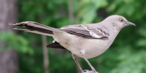 Northern Mockingbird Big Thicket National Preserve Us National
