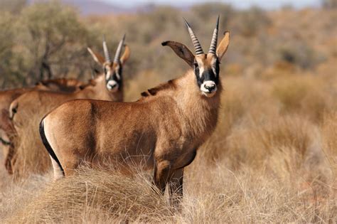 Roan antelope are highly sought after trophy animals like their cousin, the sable. Roan Antelope, a Twenty-Year Dream | AHG