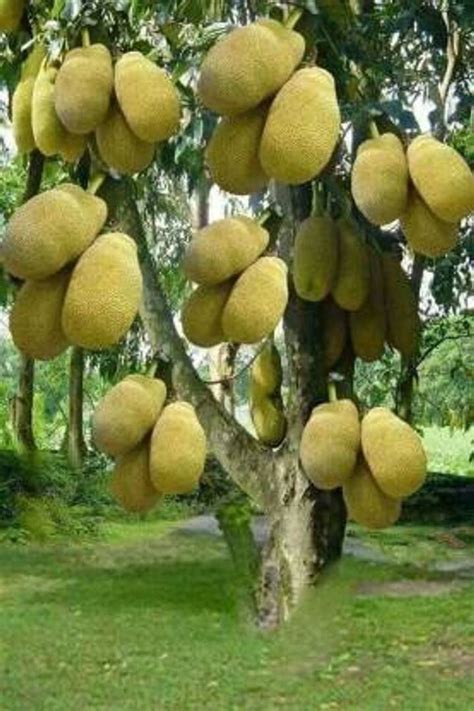 Infinite Green Black Gold Jackfruit Plant Pack Of 1 फल का पौधा फ्रूट प्लांट फलों के पौधे