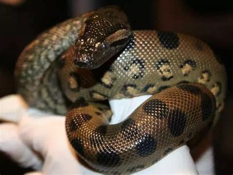 Two Baby Anacondas Born At Boston Aquarium — In An All Female Exhibit