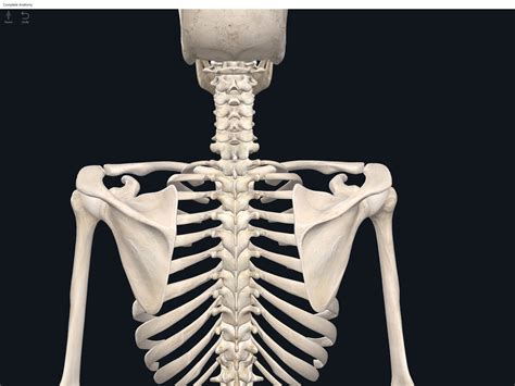 Bones Shoulder Girdle Anatomy And Physiology
