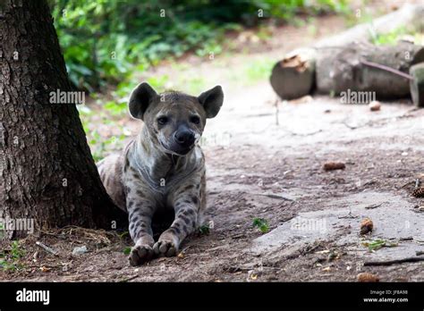 Hyena Lies On The Ground And Looks Around Stock Photo Alamy