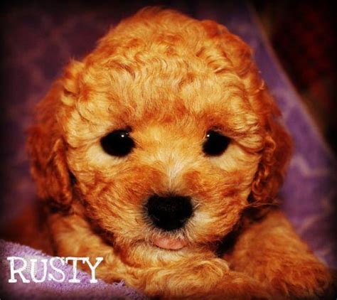 This adorable maltipoo puppy is ready to love you unconditionally now and forever! MALTIPOO PUPPIES for Sale in Portland, Oregon Classified ...