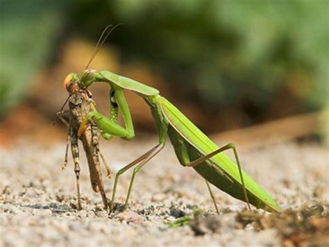 What Does A Praying Mantis Eat Other Insects And Its Own Kind Hubpages