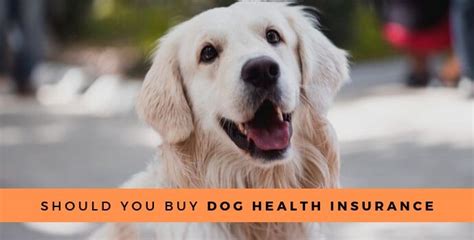 A dog bite isn't the only kind of damage you can incur with a pet. Should you buy dog health insurance?