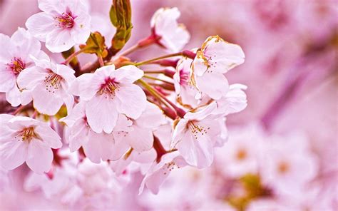 Cherry Blossom Desktop Wallpapers Wallpaper Cave