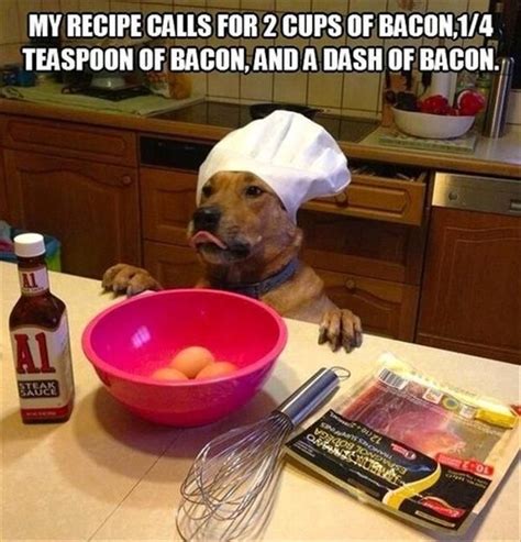 Funny Dog Pictures 36 Photos Dog Puns Funny Animal Pictures Easy
