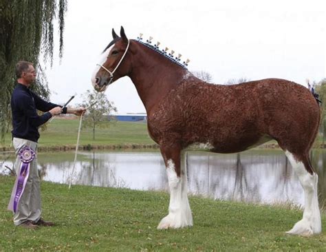Alberta Clydesdale Named Supreme Grand Champion At World Clydesdale