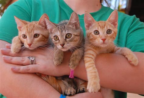 The Hollywood Kittens Debuting For Adoption