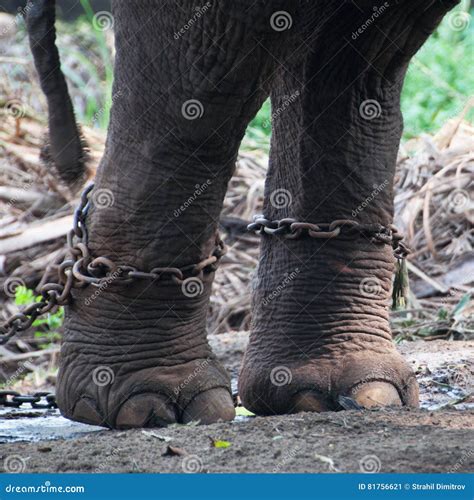 Chained Elephant At A Zoo Stock Image Image Of Right 81756621