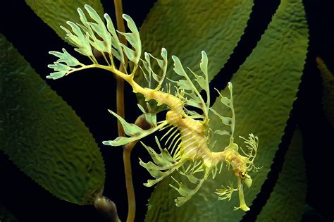 Sea Dragon Leafy And Weedy Sea Dragons Photos Information Habitats