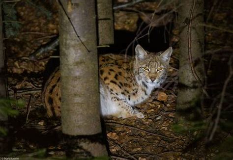 Poland S Mammals In Search Of The Eurasian Lynx Naturetrek