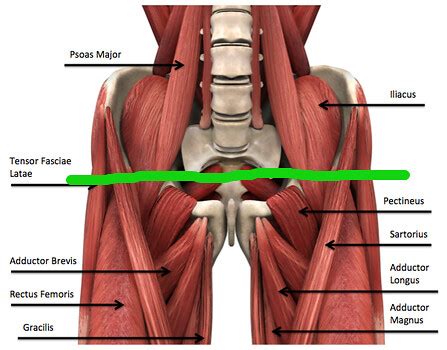 Several muscles surround the hip joint and extend across the abdomen or the buttocks or move down the thigh to the knee. Hip Circle Progressions For Fun And Profit - Charlie Faraday