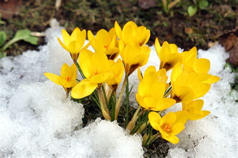 The genus name refers to the white. Drawing and Illusion: The Secret History of Snowdrops Part ...