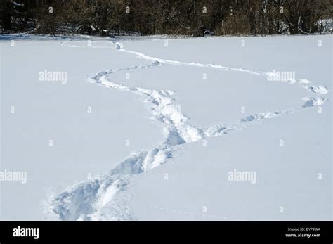 Fresh Deer Tracks In Deep Snow Which Show The Animal Had To Jump Stock