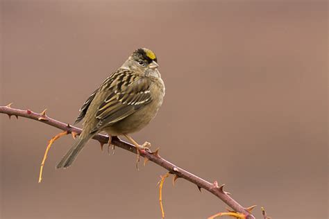 Golden Crowned Sparrow Zonotrichia Atricapilla Nonbreedi Flickr