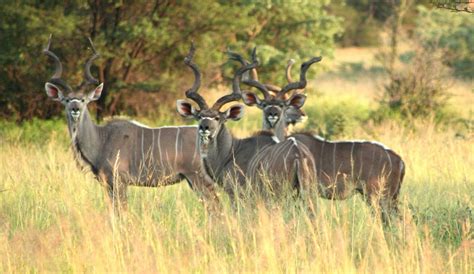 Encyclopedia Of Animal Facts And Pictures Kudu