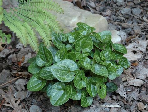 Evergreen Wild Ginger Wild Ginger Plant Wild Ginger Shade Perennials