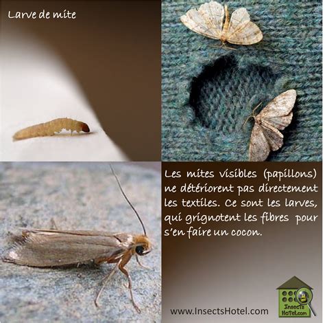 Insectes Insecthotel Insecte Nature Biologie Animal Animaux