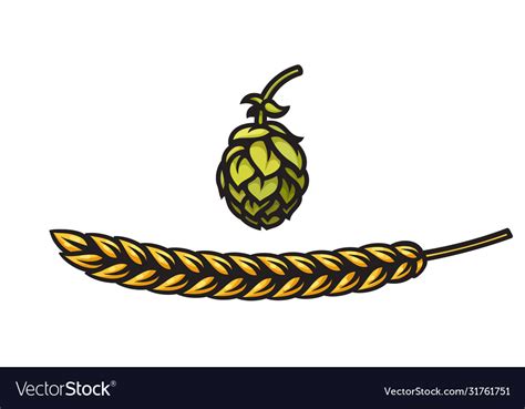 Beer Hop Cone And Barley Or Wheat Ear Icons Vector Image