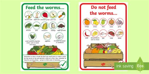 What To Feed Worms In A Wormery Display Posters Twinkl
