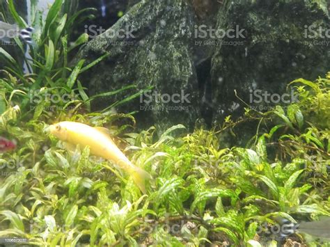 Golden Algae Eaters In Planted Aquarium Stock Photo Download Image