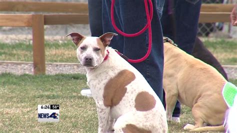 By genevieve serra may 29, 2021. PUPS on Parole program allows Carson City inmates to train shelter dogs | KRNV