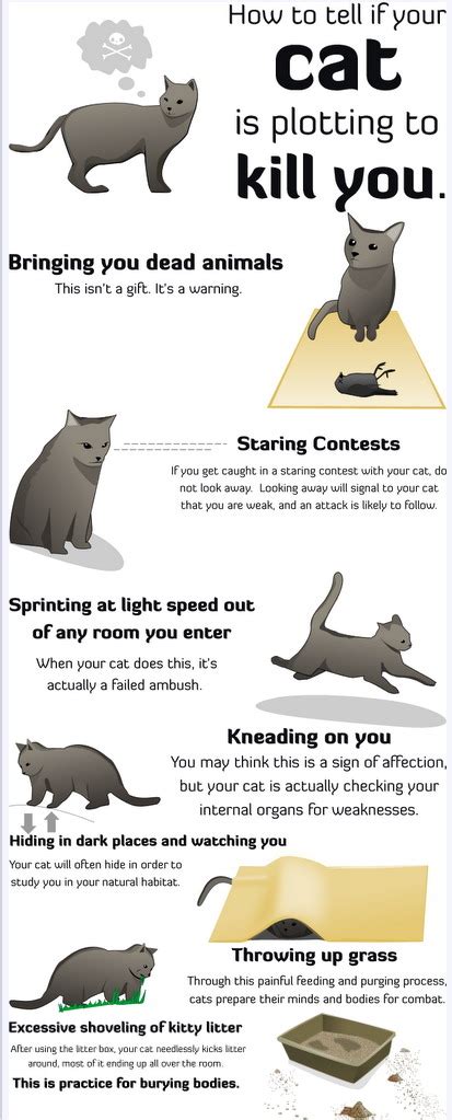 You're signed up for my cat perks, right? Leveling up: The Dangers of Cats