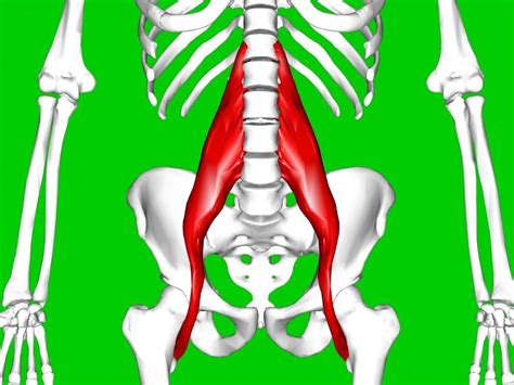 Hip Flexor Pain The Psoas Muscle Is Part Of The Hip Flexor Muscles