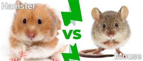 Hamster Vs Mouse 5 Key Differences A Z Animals