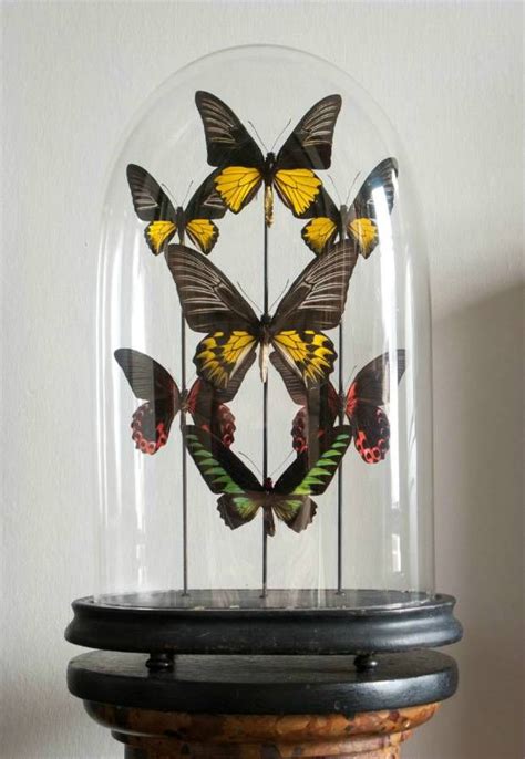 Snow Globes Butterfly Decor