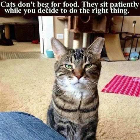 Hilarious Cat Memes That Will Have You Cracking Up Iheartcats Com