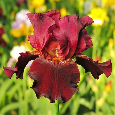 Iris sibirica plants require consistent regular watering for the first year. Deep Red Reblooming Bearded Iris Bernice's Legacy - Easy ...