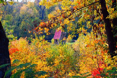 Wallpaper Nature Autumn Leaf Yellow Vegetation Ecosystem