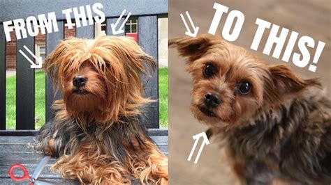 There are many types of haircuts styles for yorkies. Yorkie Haircuts Diy Dogs - yorkie haircuts