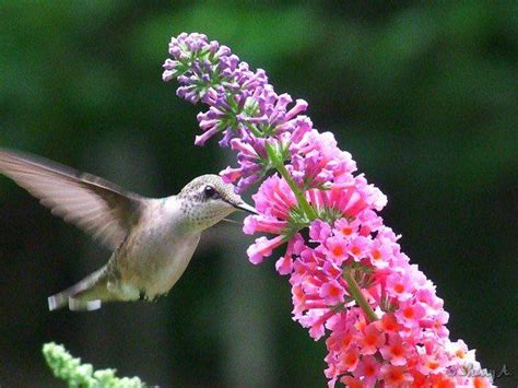 It attracts butterflies and tolerates heat. Hummingbirds and butterfly bush | Butterfly bush ...