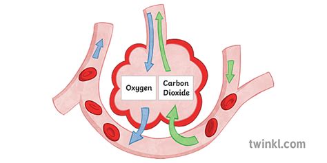 Gas Exchange In The Alveoli Science Diagram Biology Ks3 Ks4 Illustration