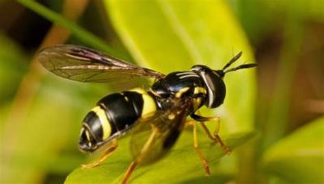 How To Identify Ground Wasps Sciencing