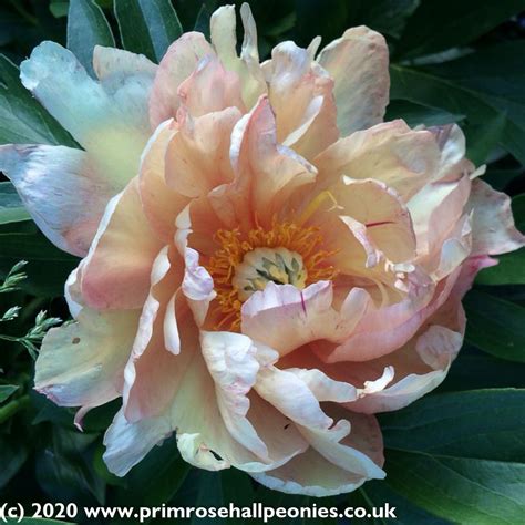 Paeonia Royal Blush Mid Season Flowering