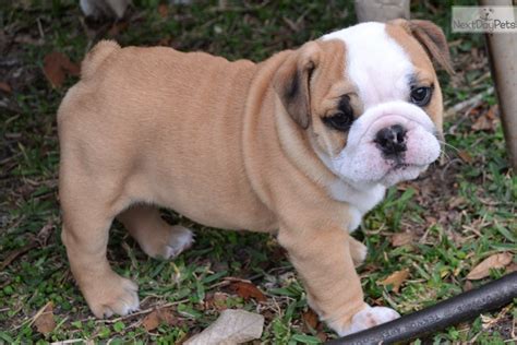 The english bulldog was used as far back in the 16th century for entertainment and sporting events where the dogs would be wagered on to pin a bull's. Gingerbread : English Bulldog puppy for sale near Orlando, Florida. | c8fd49b0-c5c1