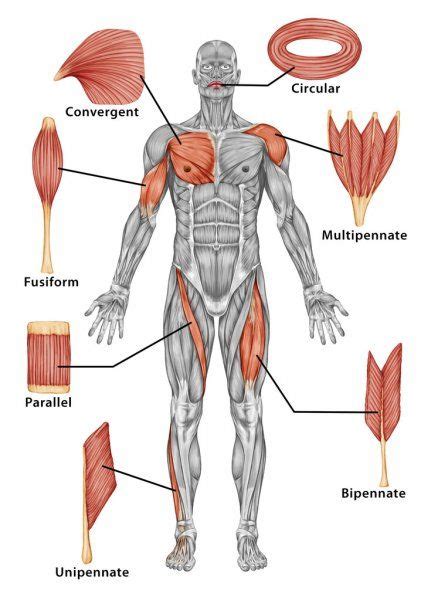 Anatomia Do Corpo Inteiro Masculino Sistema Muscular Vista Posterior