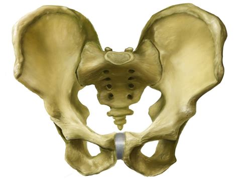 Parts Of The Human Pelvis