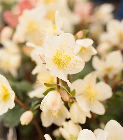 5 Reasons Why We Love Helleborus In Our Gardens Winter Container