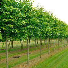 All About Pleached Trees Lime Tree Hedge Trees Ornamental Trees