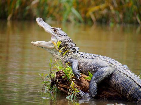 American Alligator Reptiles And Amphibians Of Hilton Head Island Sc