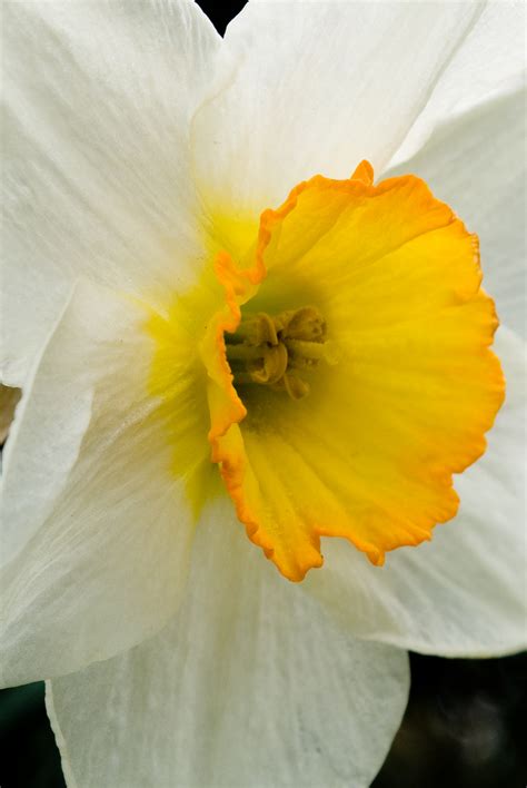 Flowers World Daffodil White Petals Yellow Cup