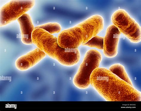 Rod Shaped Bacillus Bacteria Stock Photo 33303832 Alamy
