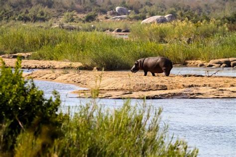 African Hippopotamus Next To A River In A South African Wildlife