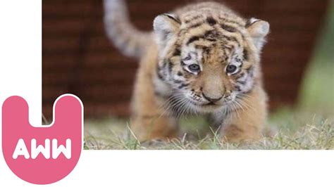 Worlds Cutest Baby Tiger